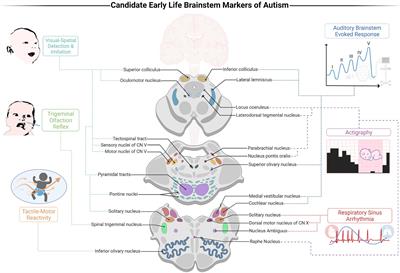 The Brainstem-Informed Autism Framework: Early Life Neurobehavioral Markers